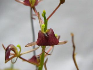 フガクスズムシソウ(富岳鈴虫草)とは: ひと坪に千鳥